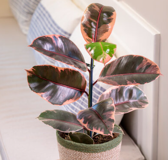 G&N-RUBBER TREE 'RUBY' 10IN