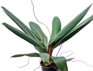 ARMG-PHILODENDRON RUIZII 5"