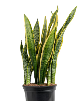 G&N-SANSEVIERIA 'LAURENTII' 3G