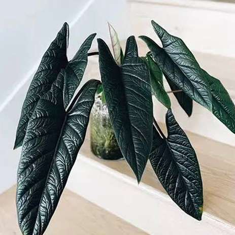 ARMG-ALOCASIA 'SCALPRUM' 6"
