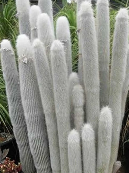TGE-SILVER TORCH-CLEISTOCACTUS-5G
