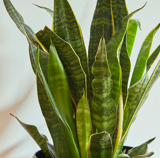 G&N-SANSEVIERIA LAURENTII 8IN