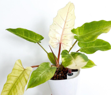 ARMG-PHILODENDRON 'SNOWDRIFT' 5"