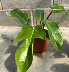 ARMG-PHILODENDRON SQUAMIFERUM 5"