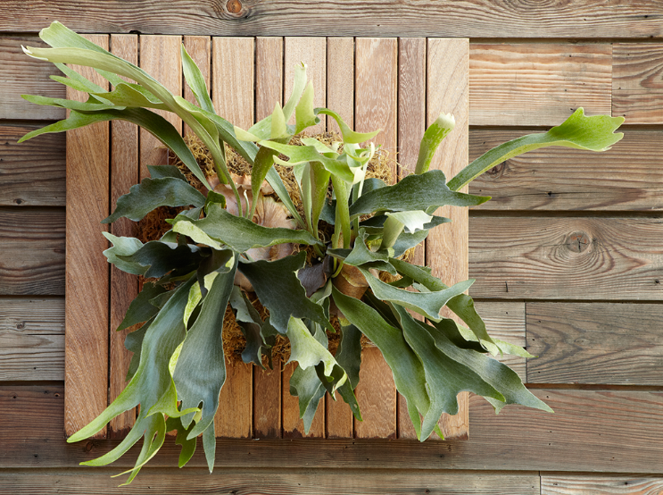 G&N- STAGHORN FERN 'NETHERLANDS' 18IN