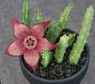 ARMG-'GIANT STARFISH CACTUS' 6"