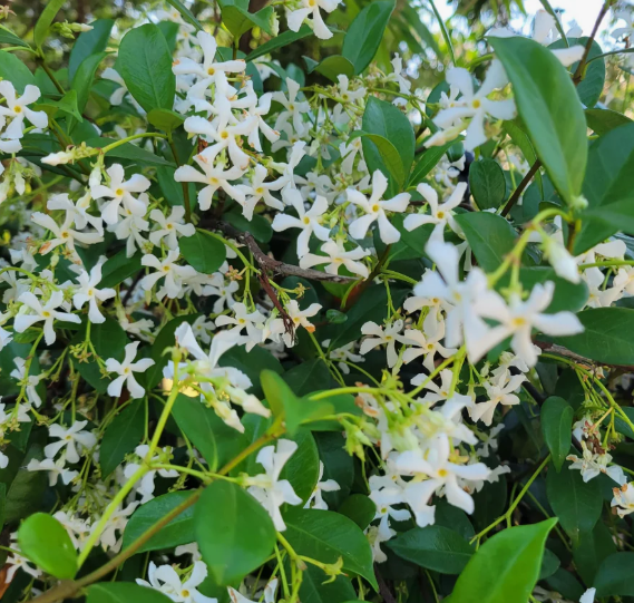 PN-STAR JASMIN-15G