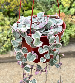 ARMG-STRING OF HEARTS VARIAGATED 6"