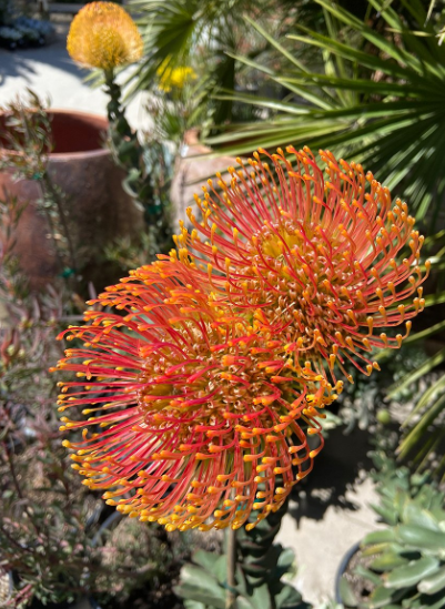 G&N-LEUCOSPERMUM 'SUNRISE' 5G