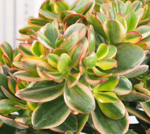 G&N-CRASSULA OVATA 'HUMMEL'S SUNSET' 4IN