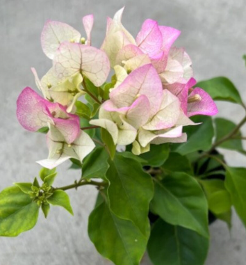 G&N-BOUGANVILLEA 'IMPERIAL THAI DELIGHT' 3G