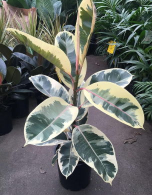ARMG-FICUS ELASTICA 'TINEKE' (RUBBER PLANT) 6"