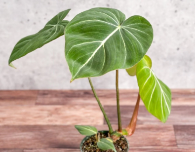 ARMG-PHILODENDRON 'GLORIOUS' TOTEM 6"