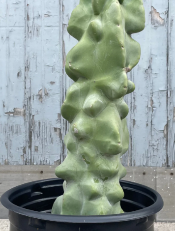 TGE-LOPHOCEREUS TOTEM POLE-5GAL