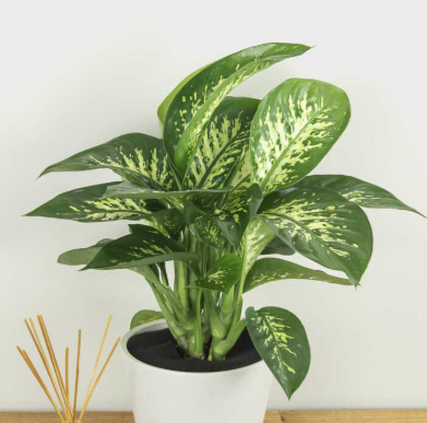 ARMG-DIEFFENBACHIA 'TROPIC SNOW' 8"
