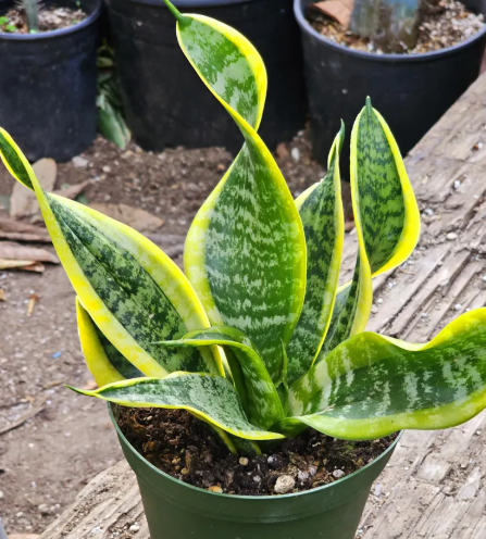 TGE-SANSEVIERIA TWISTED SISTER-8"