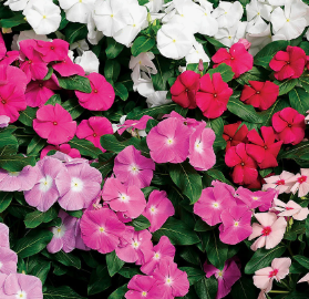 ARMG-VINCA 1G