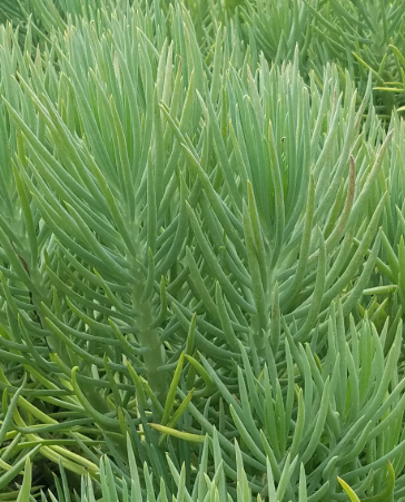G&N-SENECIO VITALIS 3G