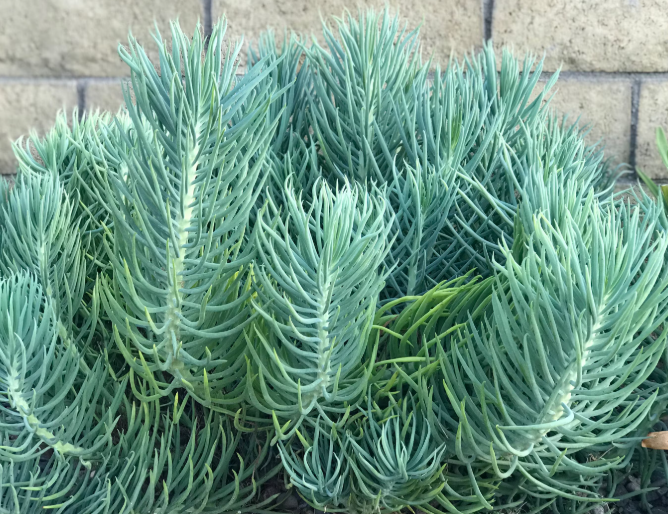 G&N-SENECIO VITALIS 4IN