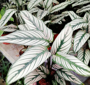 ARMG-CALATHEA 'MAJESTICA WHITE STAR' 5"