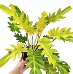 ARMG-PHILODENDRON 'GOLDEN XANADU' 5"