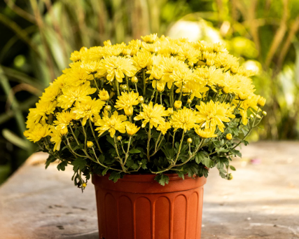 ARMG-MUM BELGIAN YELLOW 14"