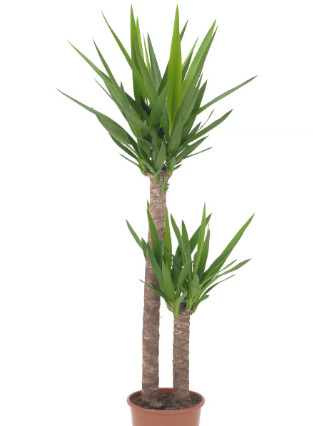 G&N-YUCCA ELEPHANTIPES 5G