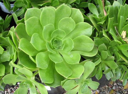 G&N-AEONIUM'GREEN JOLLY'-3G