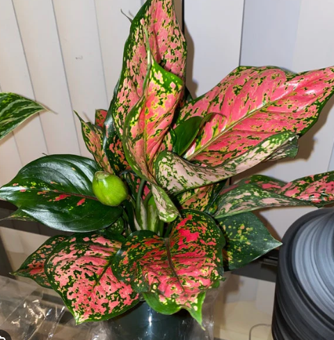 ARMG-AGLAONEMA 'VERY RED VALENTINE' 6"
