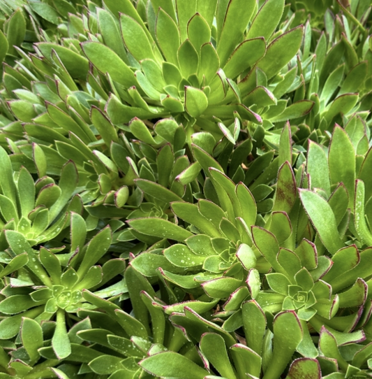 G&N-AEONIUM "CABERNET"-3G