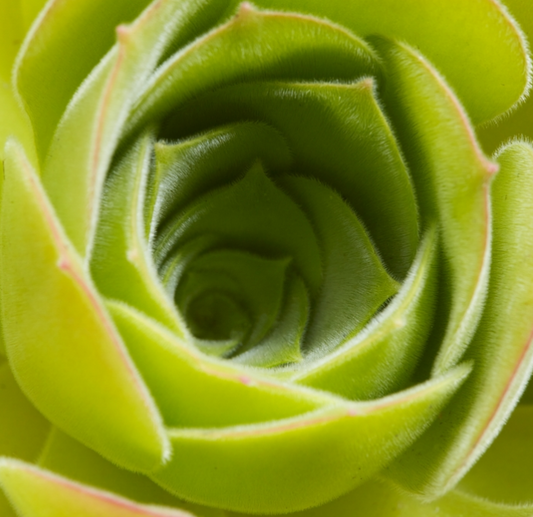 G&N-AEONIUM CANARIENSE-3G