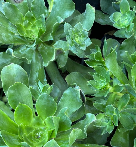 G&N-AEONIUM CUNEATUM-3G