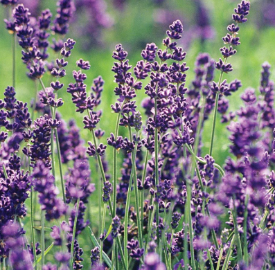ARMG-LAVENDER 2G