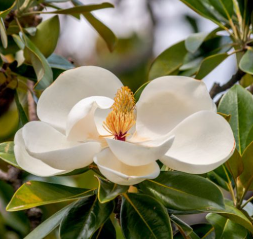 PN-MAGNOLIA-15G