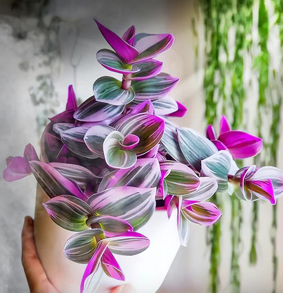 ARMG-TRADESCANTIA 'NANOUK' 4"