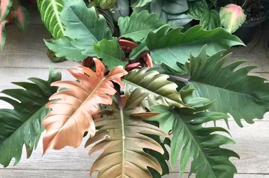 ARMG-PHILODENDRON 'PLUTO' 6"