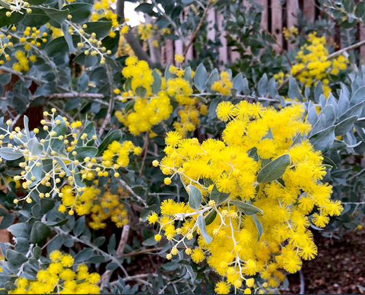 G&N-ACACIA PODALYRIFOLIA-15G