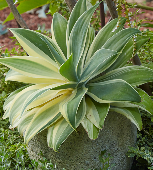G&N-AGAVE ATTENUATA'RAY OF LIGHT'-3G
