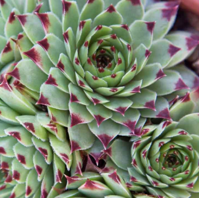 ARMG-SEMPERVIVUM ASST 4"